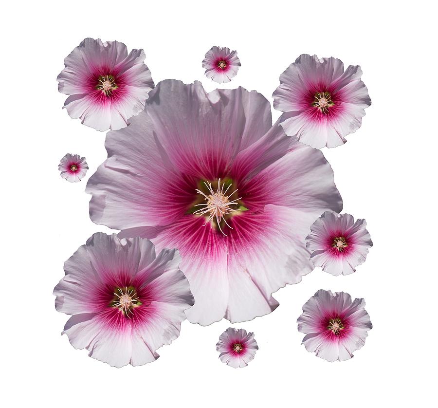 Flower Circle Digital Art by Roy Pedersen