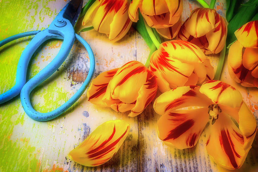 Flower Clippers And Tulips Photograph by Garry Gay