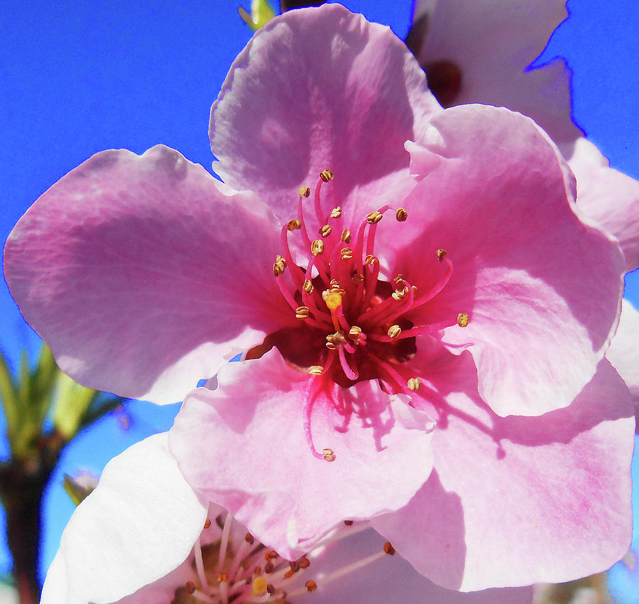 Flower Close Up Pink Blossom Photograph
