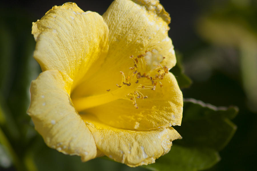 Flower closeup Photograph by Martin Valeriano