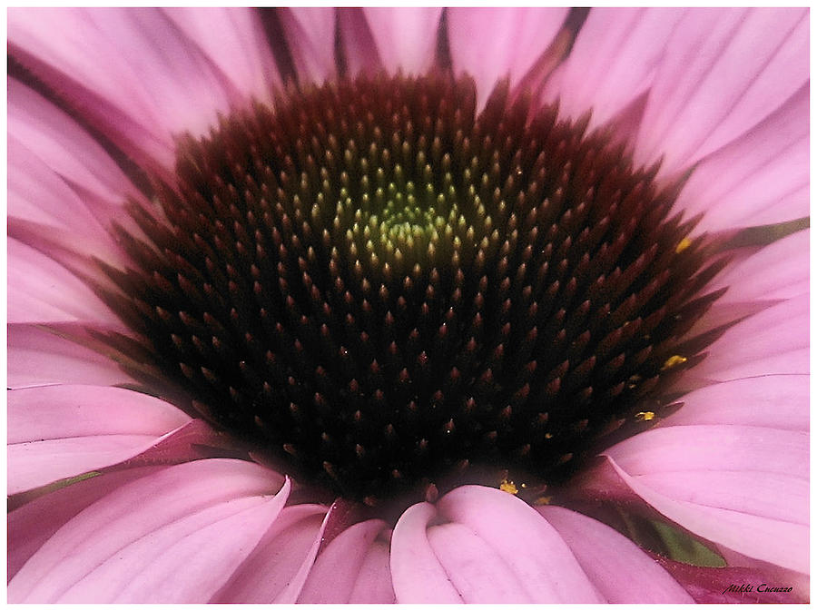Flower Closeup Photograph by Mikki Cucuzzo