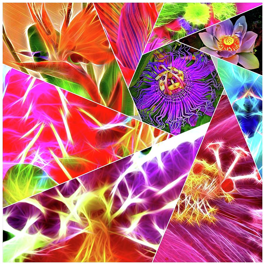 Flower collage Photograph by Gini Moore