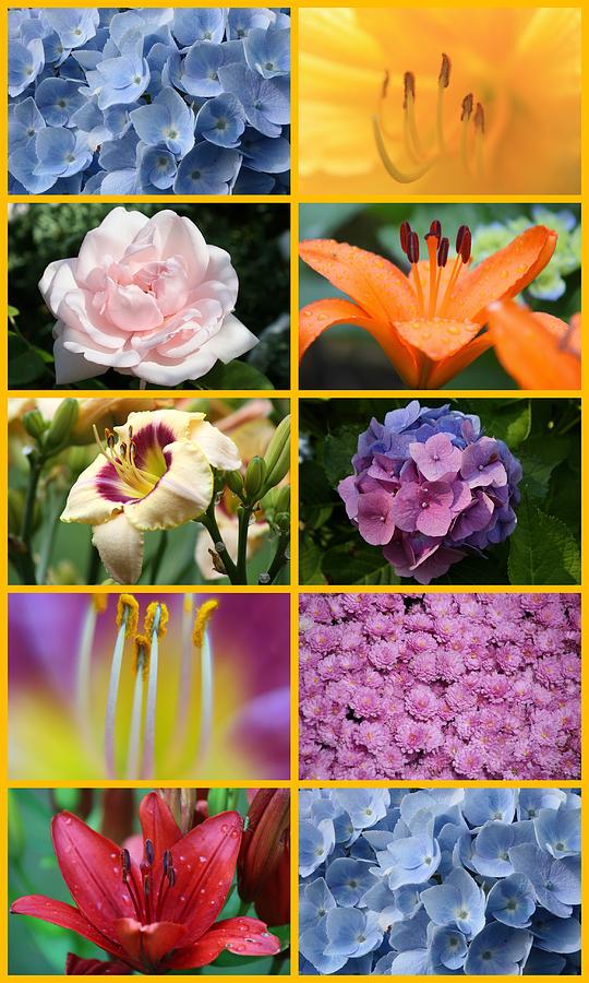 Flower collage 1 Photograph by Imagery-at- Work
