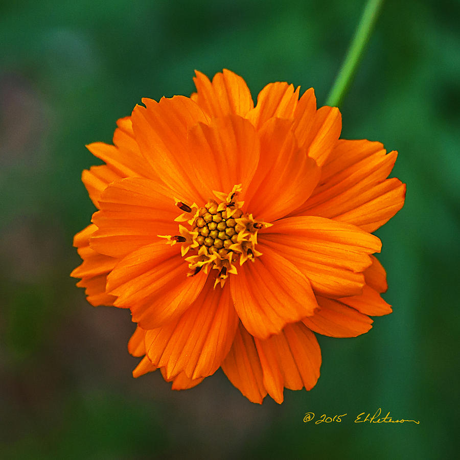 Flower Color Photograph by Ed Peterson