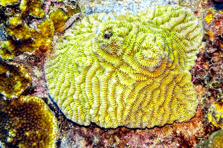 Flower Coral Photograph by Perla Copernik