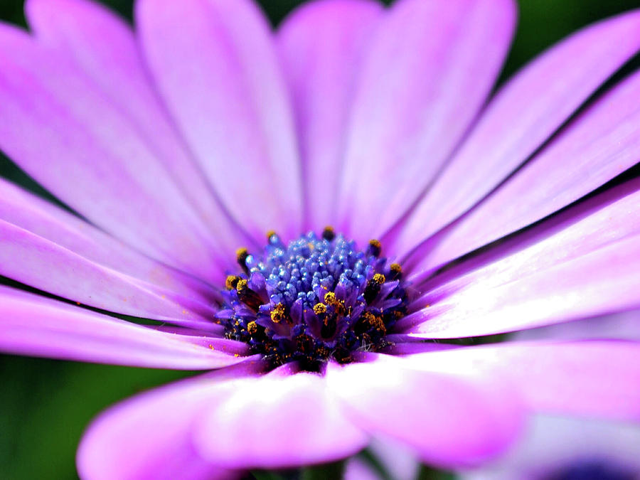 Flower Core Photograph by Damon Waselenchuk - Pixels