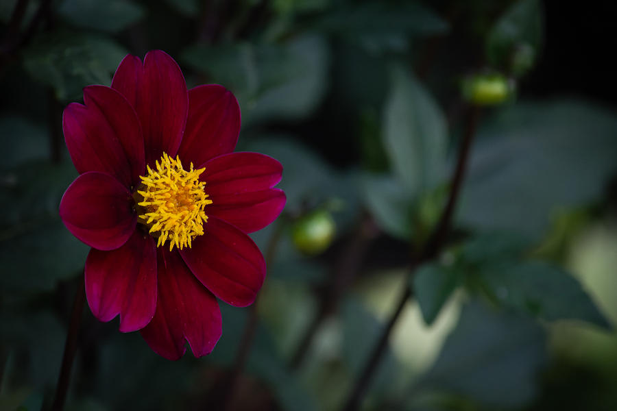 Flower - Dahlia - Red Velvet Photograph
