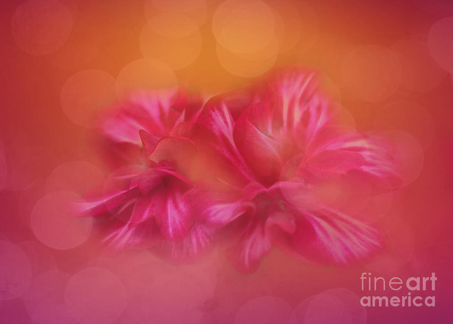 Spring Photograph - Flower Dance by Judi Bagwell
