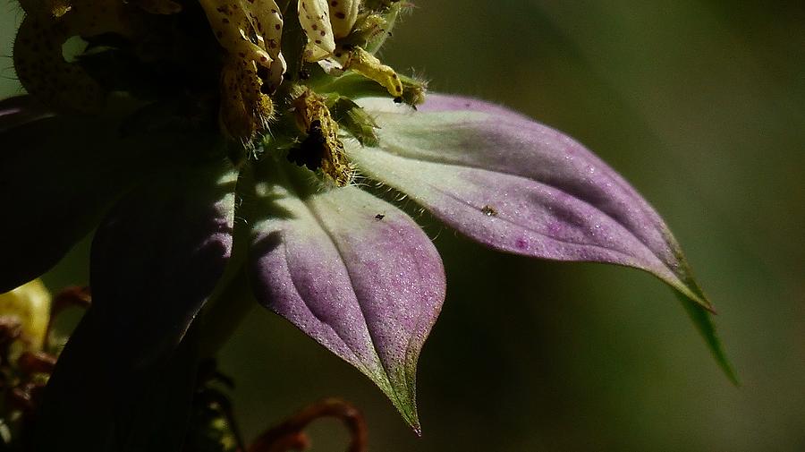 Flower Photograph by Diane Price