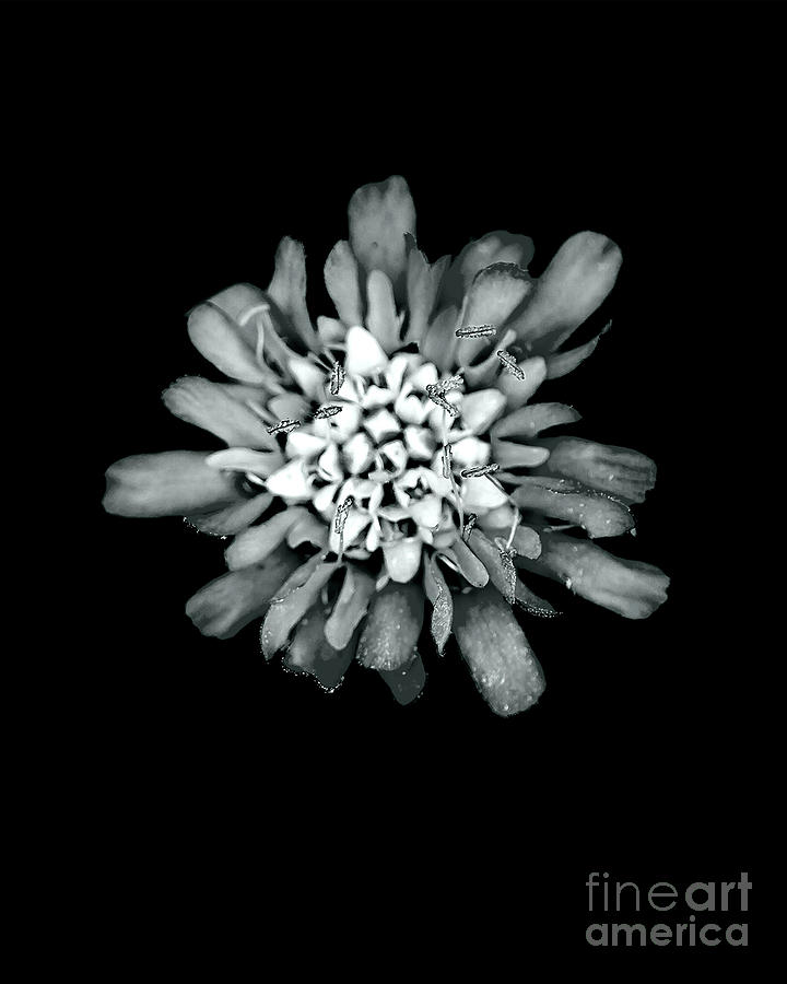 Flower Photograph by Candydash Images Flower Photograph by Candydash Images