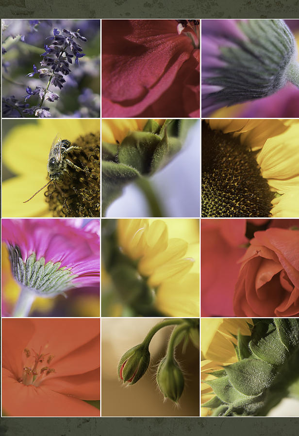 Flower Photograph - Flower Dozen by Janet Fikar