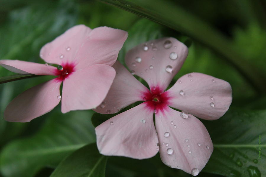Flower Droplets Photograph by Deborah  Crew-Johnson