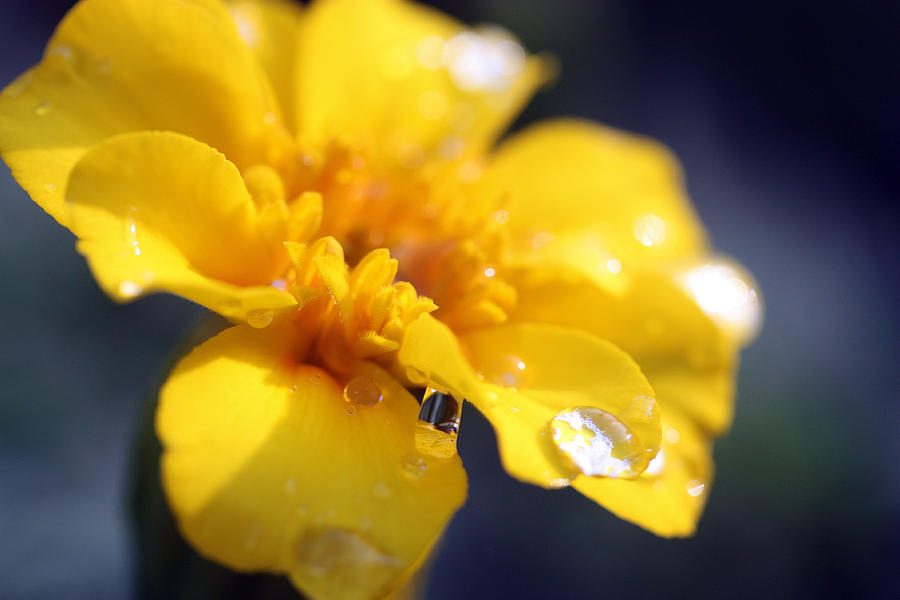 Flower Droplets Photograph by Mary Haber