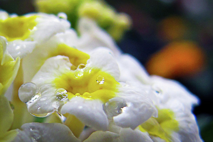Flower Droplets Photograph by R Scott Duncan