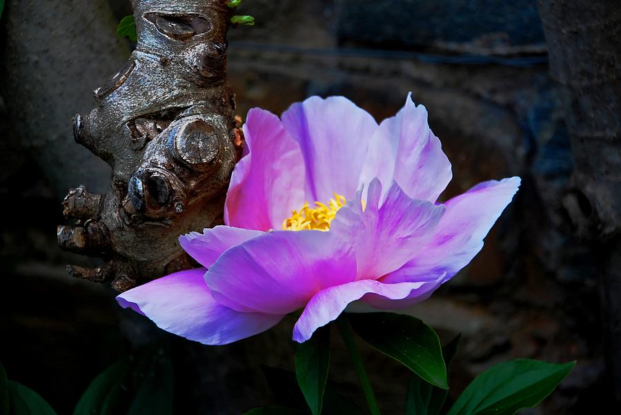Flower. Dumbarton Oaks gardens Photograph by Bill Jonscher