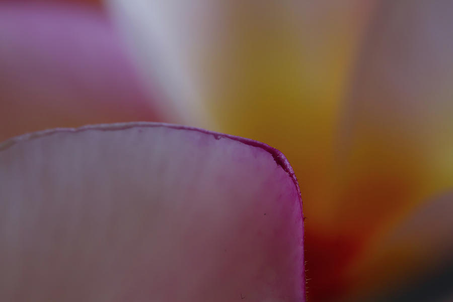 Flower Edges Photograph by Roger Mullenhour