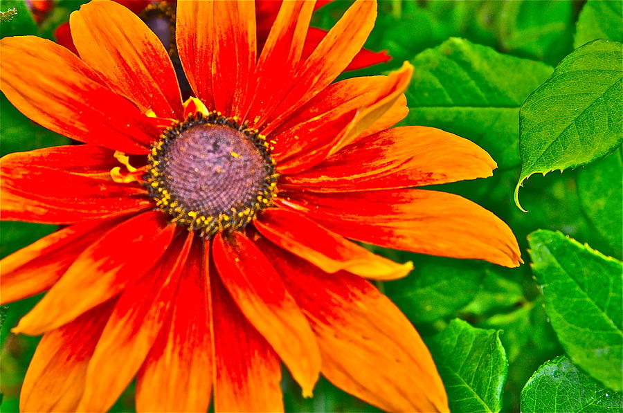 Flower Effects #1 Photograph by Joe  Burns