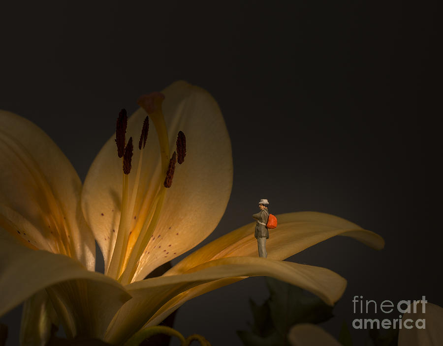 Flowers Still Life Photograph - Flower Exposition by Compuinfoto 