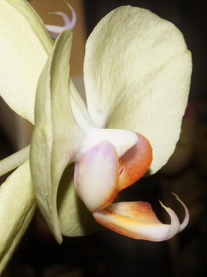 Orchid Photograph - Flower Fangs by Lynda Dawson-Youngclaus
