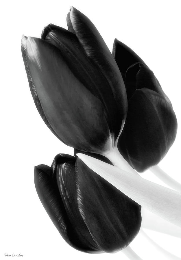 Tulips Photograph - Flower Fashion by Wim Lanclus Tulips Photograph - Flower Fashion by Wim Lanclus