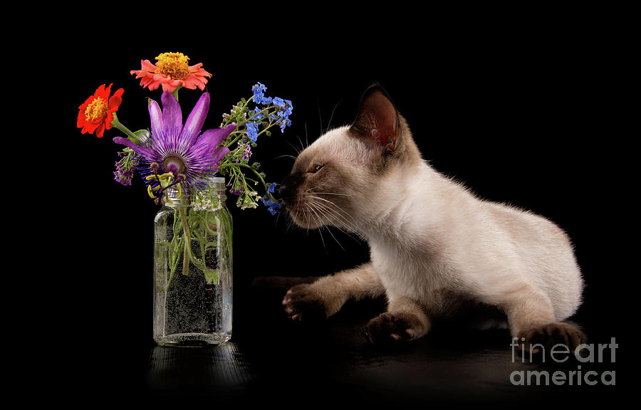 Flower Feline Photograph by Sari ONeal