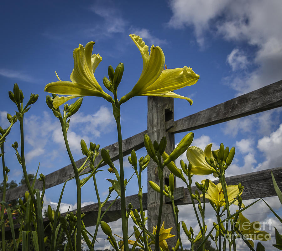 Flower Fence Photograph by Joann Long