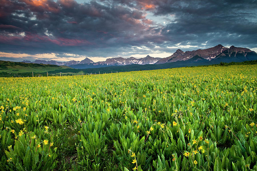Flower Field and Sneffels Range Photograph by Whit Richardson Flower Field and Sneffels Range Photograph by Whit Richardson