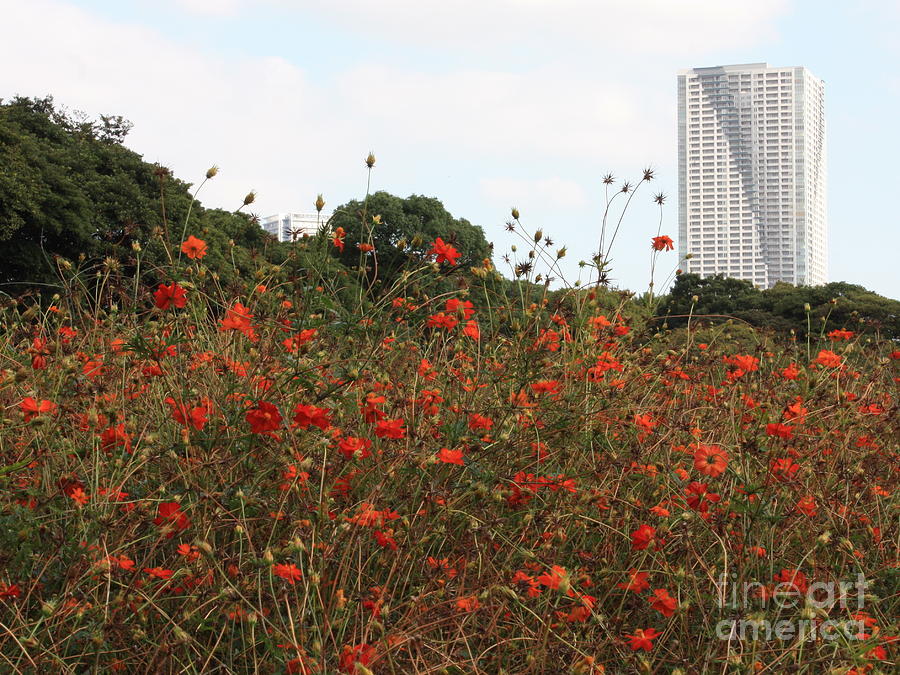 Flower Field in Hama-Rikyu Gardens Photograph by Carol Groenen