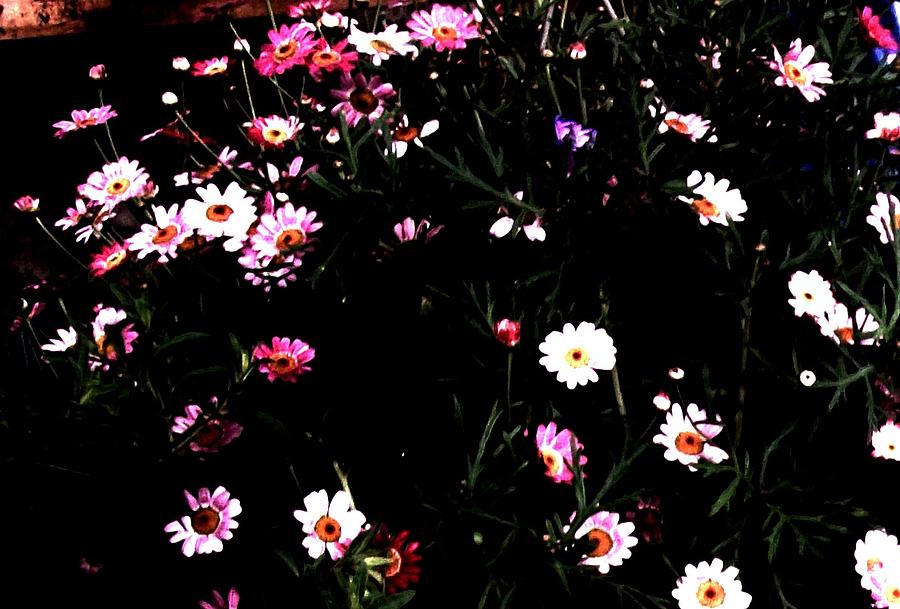 Flower Photograph - Flower Field by Marsha Heiken