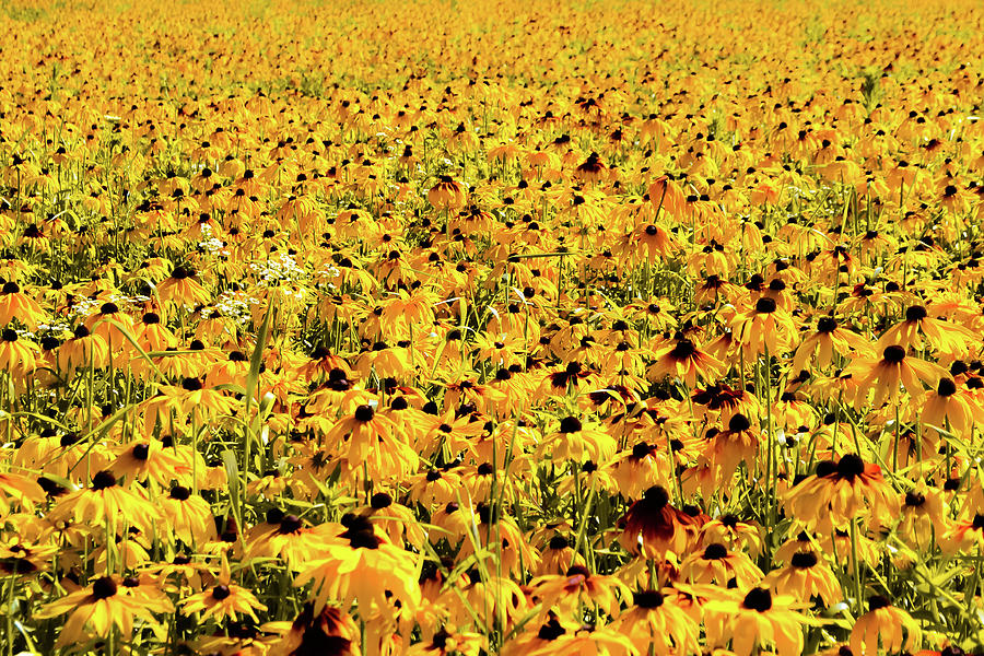 Flower Field Photograph
