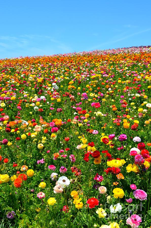 Flower Fields Forever Photograph by Kiana Carr - Fine Art America