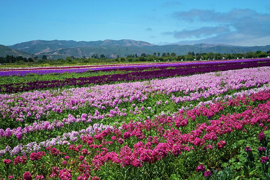 Flower Fields of Lompoc Photograph by Lynn Bauer