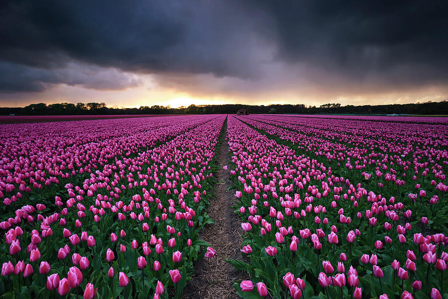 Tulip Photograph - Flower fields by Sven Broeckx