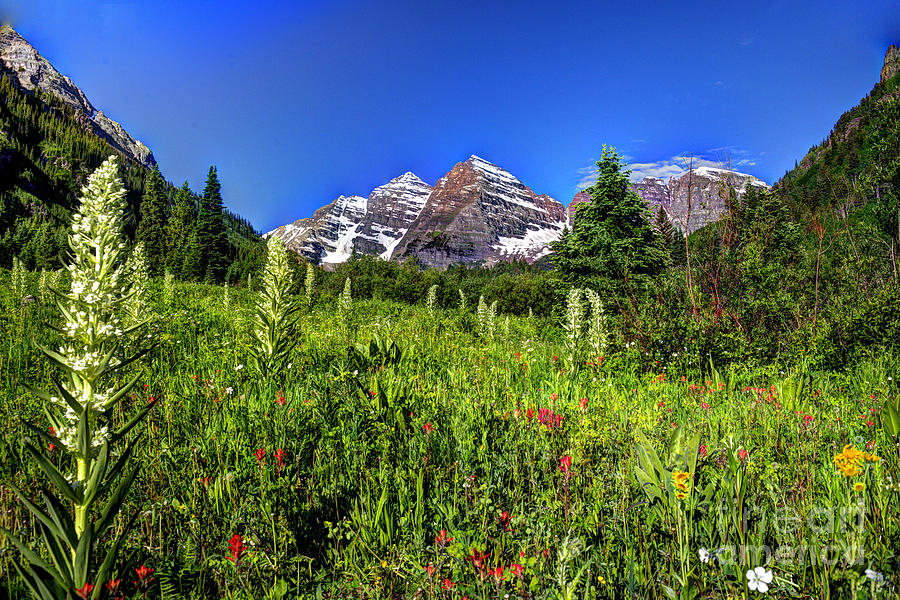 Flower Photograph - Flower-filled Meadow at Maroon Bells by Jean Hutchison