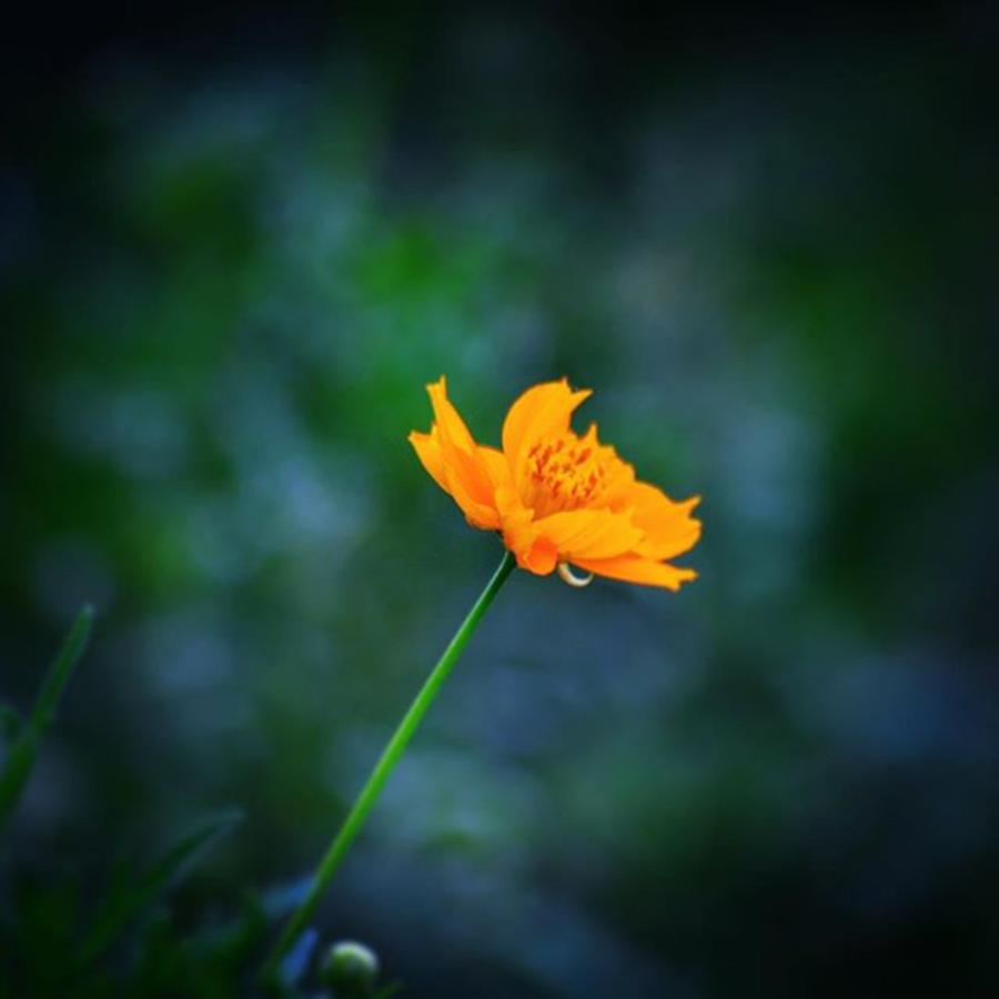 Nature Photograph - #flower #flowers #floral #nature #nikon by Vikas Rathee