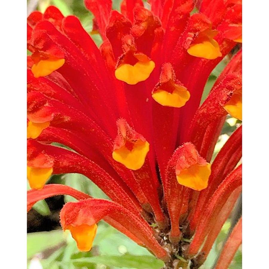 Flower Photograph - Red-orange flowers by Flavien Gillet