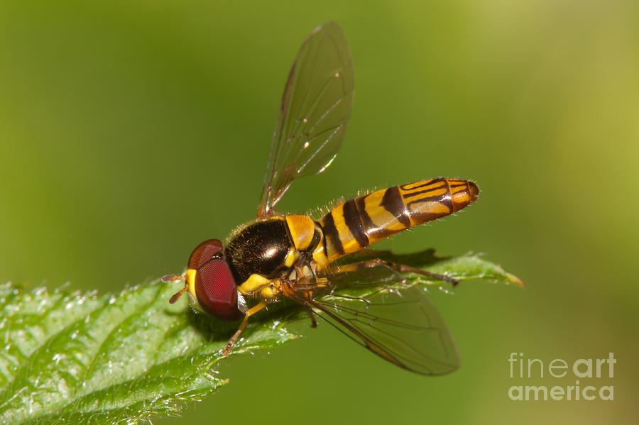 Animal Photograph - Flower Fly Allograpta Obliqua by Clarence Holmes