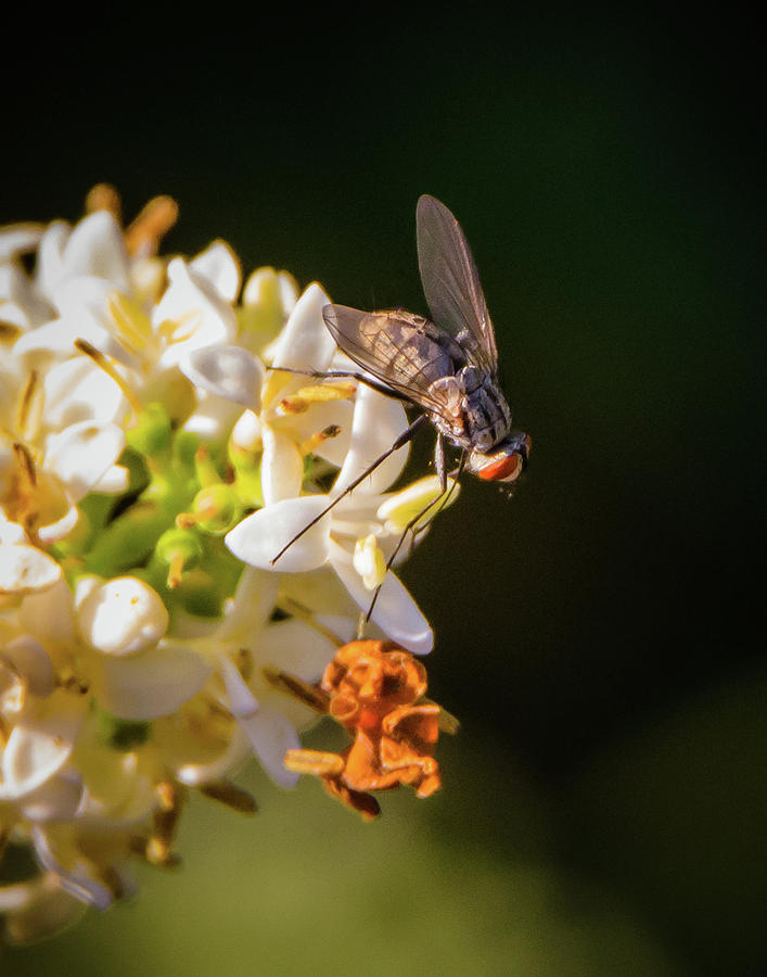 Flower Fly Photograph by Steve Marler