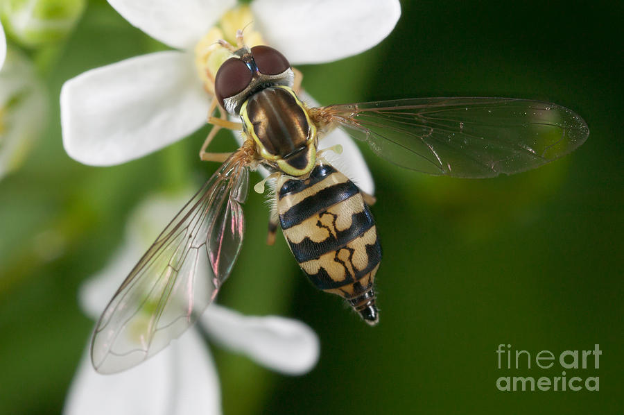 Flower Fly Toxomerus Geminatus Photograph by Clarence Holmes