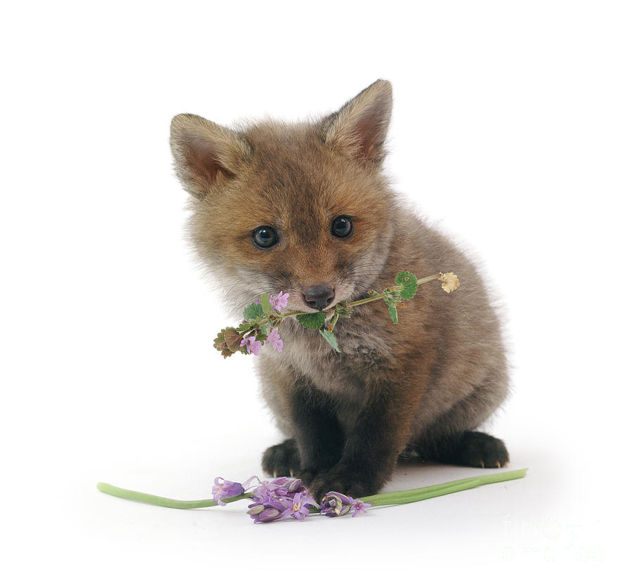 Flower Fox Cub Photograph by Warren Photographic