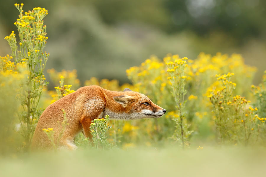 Wildlife Photograph - Flower Fox by Roeselien Raimond