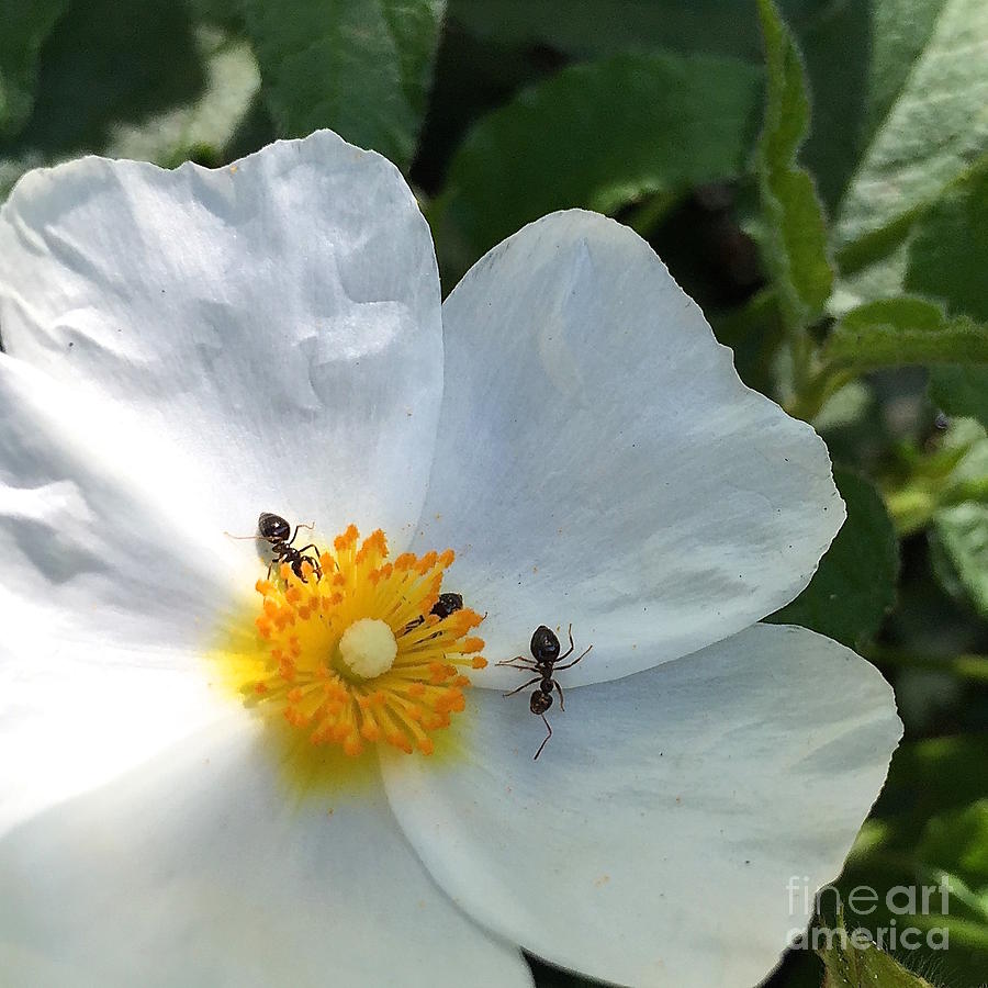 White rock rose and ants Photograph by Wonju Hulse