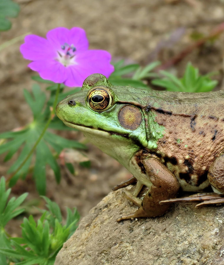 Flower, Frog, Fly Photograph by MTBobbins Photography