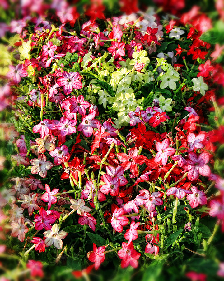 Flower Garden 1 Photograph by Scott Wood