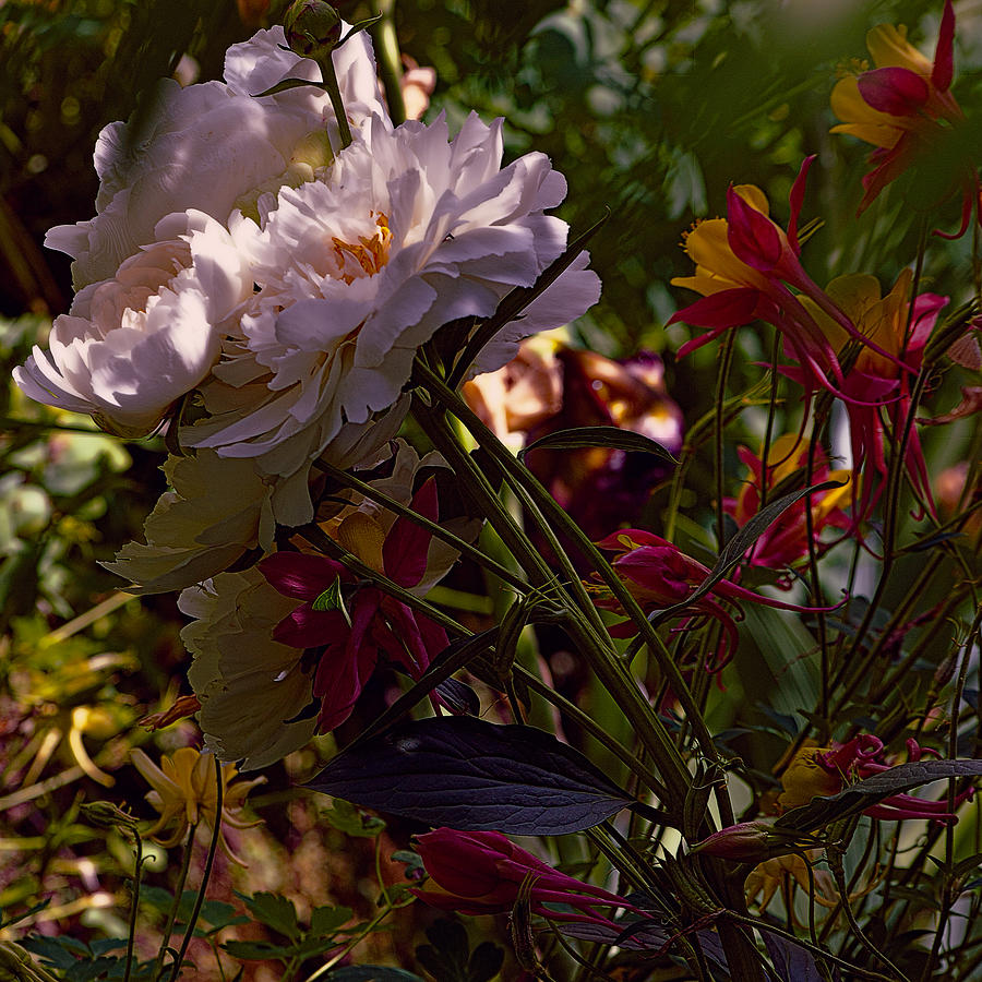 Flower Garden Photograph by Bonnie Bruno