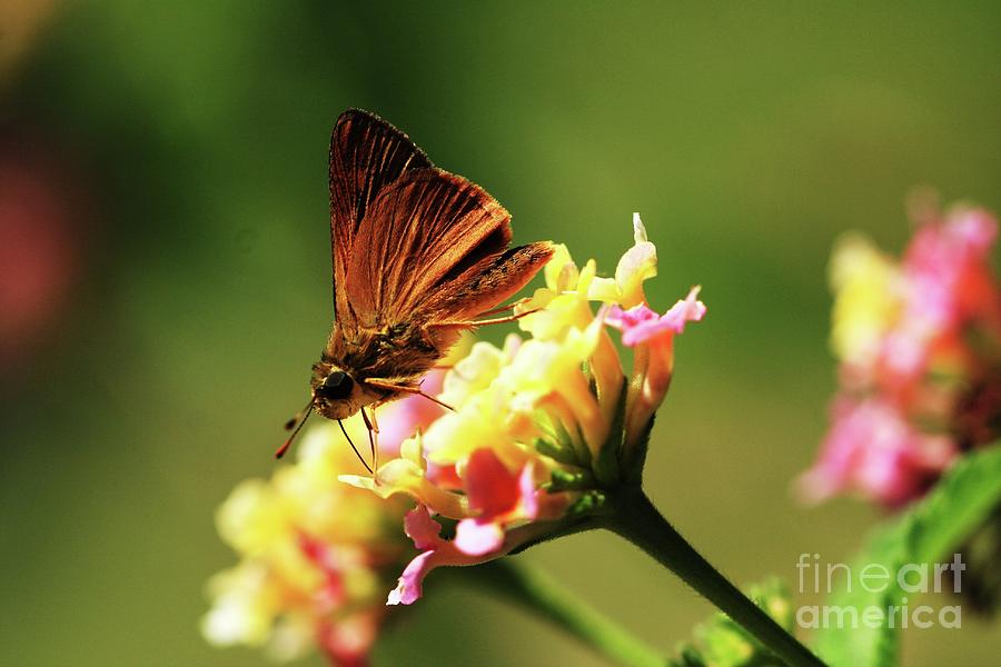 Butterfly Photograph - Flower Garden Friend by Kim Henderson