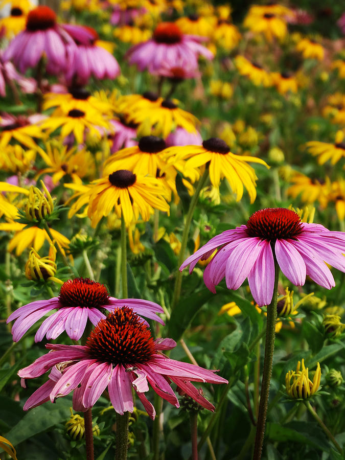 Flower Garden of Pink and Yellow Photograph by David T Wilkinson