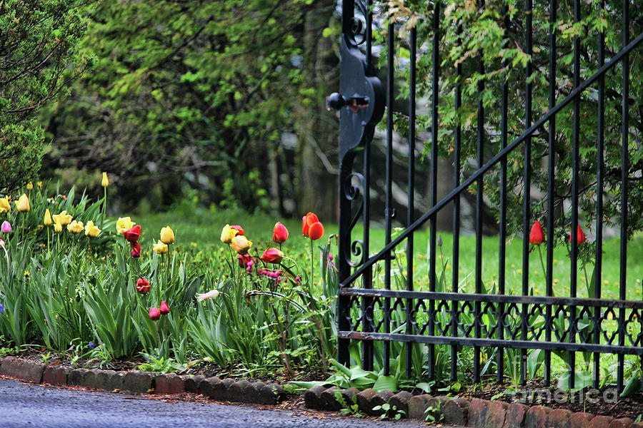 Flower gate  Photograph by Chuck Kuhn