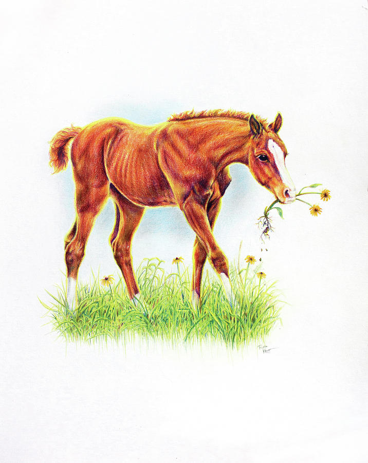 Horse Drawing - Flower Girl by Risa Kent