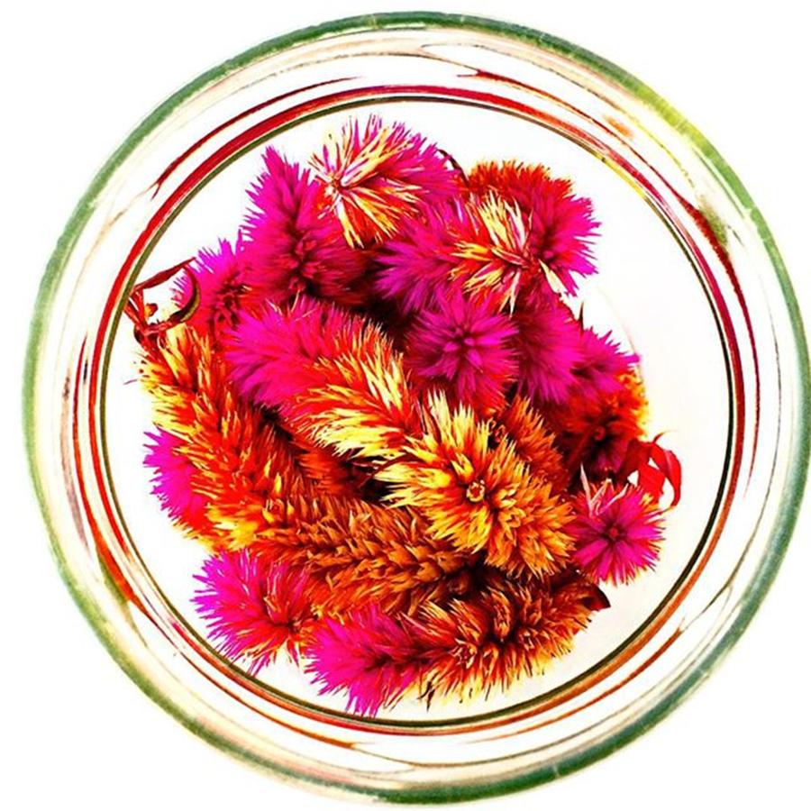 Flower Photograph - Flower In Glas by Flavien Gillet